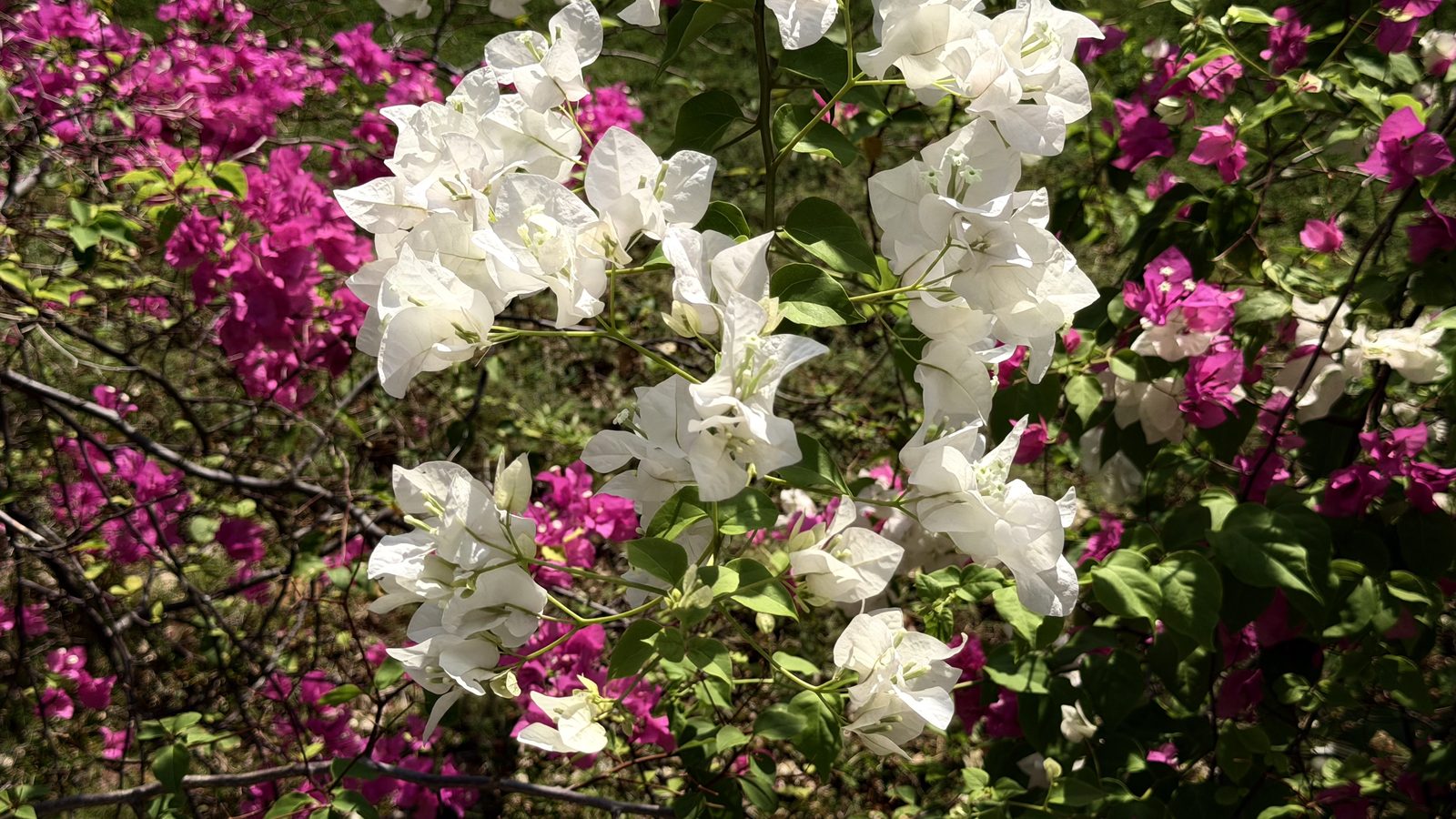 What blooms without permission