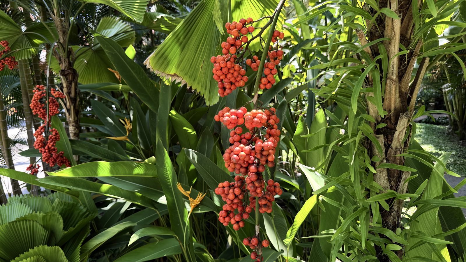 Red without explanation